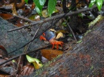 cangrejo en Manuel Antonio
manuel antonio, cangrejo