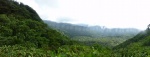 bosque nuboso de Monteverde, Costa Rica
