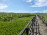 Humedales de Palo verde