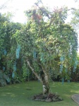 árbol de jade en el jardín botánico de Lankester