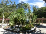 jardín de cactus en jardín botánico de Lankester