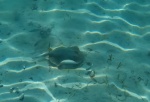 pez raya en kanawa
