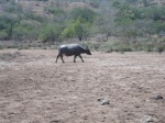 bufalo en komodo