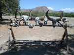 calaveras de animales en komodo