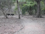 jabalies en komodo