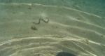 serpiente marina en kanawa