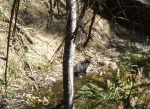 Demonio de tasmania en Maria Island