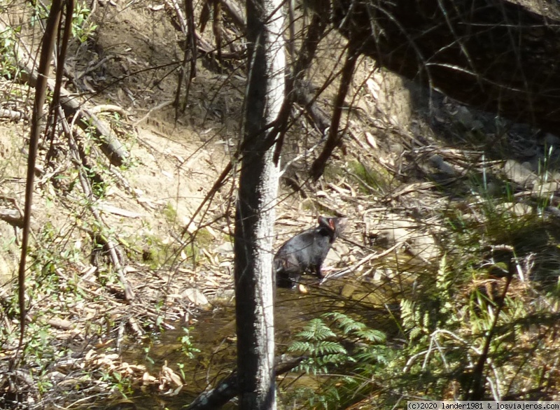 Maria Island, Tasmania - Australia por libre en septiembre 2019 (3)