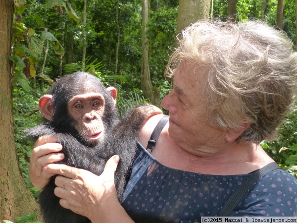 Chimpance
La foto amb el chimpance BANANA de 3 anys, esta feta a Camerun
