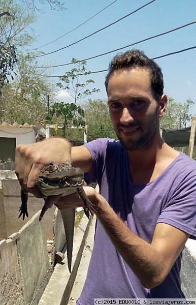 Como atrapar un caimán (Babilla)
Me enseñaron no muy lejos de Cartagena de Indias como coger uno de estos fascinantes animales.
