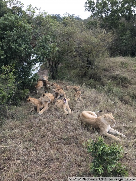 Leones en Masai Mara
Familia de leones en Masai Mara de Kenya.
