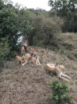 Leones en Masai Mara