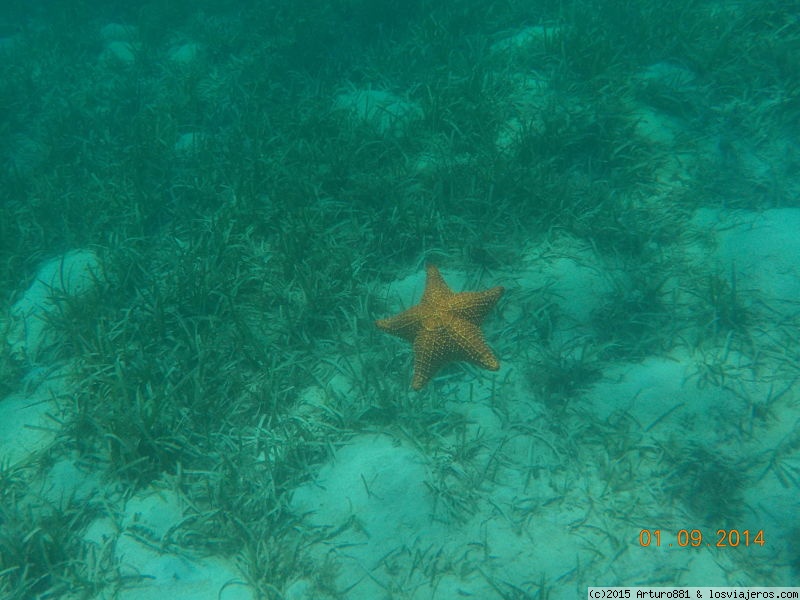 Foro de Roatan en Centroamérica y México: Roatán: Arrecife Coralino