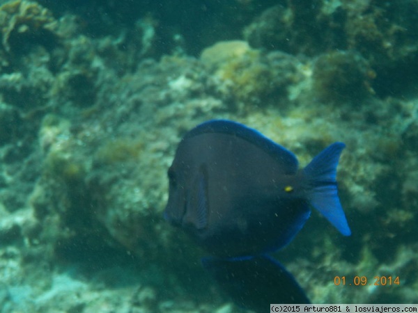 Roatán: Arrecife Coralino
Otro pez que me llamó la atención, desconozco su nombre, pero es muy bonito.
