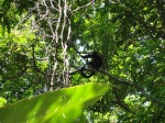 Monos aulladores en Punta Sal