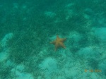 Roatán: Arrecife Coralino
Roatán, Arrecife, Coralino, También, Estrellas, habían, muchas, diversos, colores