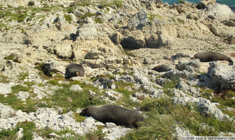 DIA 15 - Kaikoura - NUEVA ZELANDA - Paraiso Natural (1)