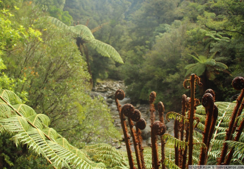 DIA 12 - Entrando en Abel Tasman - NUEVA ZELANDA - Paraiso Natural (3)