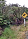 DIA 10 - Encuentro con el kiwi salvaje
