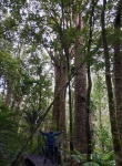 Trounson Kauri Park 1