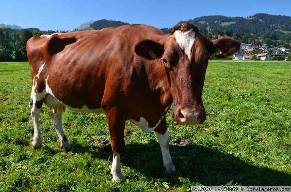 VACA SUIZA
Espectacular vaca cerca de Gruyère-4-9-2019
