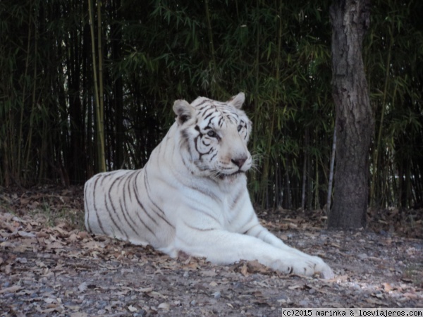Un tigre blanco en Africam Safari
Un tigre blanco en Africam Safari
