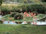 Los flamencos en Africam Safari
