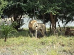 El leon en Africam Safari