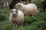 Los carneros de montaña en Ingushetia