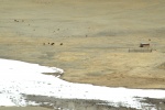 Las bacas en Altai
Altai, bacas, poco, nieve, mayo