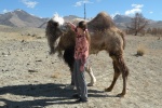 Un camello en Altai
Altai, camello