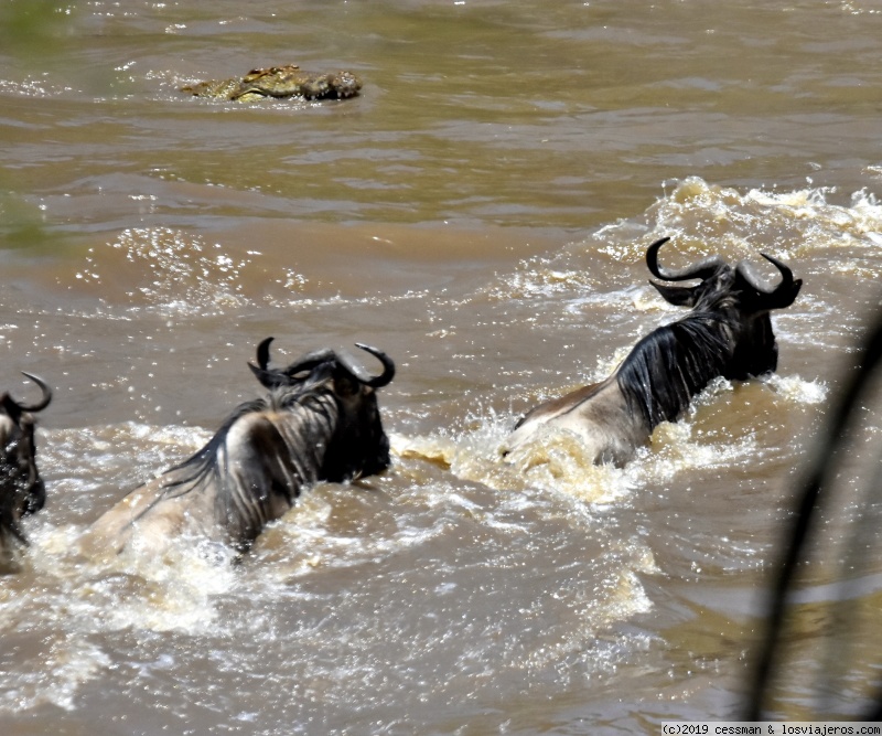 Kenia, no solo safari - Blogs de Kenia - dia 5 Masai Mara (4)