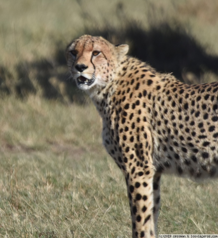 dia 4 Massai Mara - Kenia, no solo safari (2)