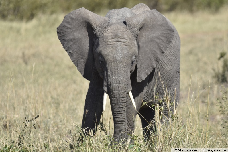Kenia, no solo safari - Blogs de Kenia - dia 4 Massai Mara (5)