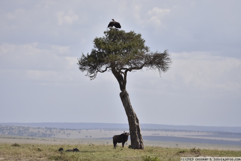 Kenia, no solo safari - Blogs de Kenia - dia 5 Masai Mara (6)