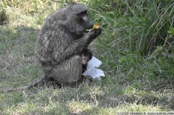 babuino ladronzuelo
nos quito la comida la señora babuina
