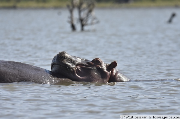 hippo
hipopotamos

