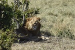 dia 5 Masai Mara