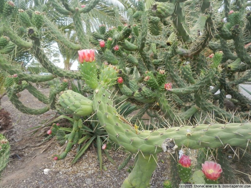 Foro de Castilla Y León: Cylindropuntia imbricata