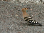 Abubilla
Abubilla, Cerca, Campo, Internacional, Maspalomas