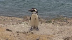 Pingüino de Magallanes
Pingüino de magallanes