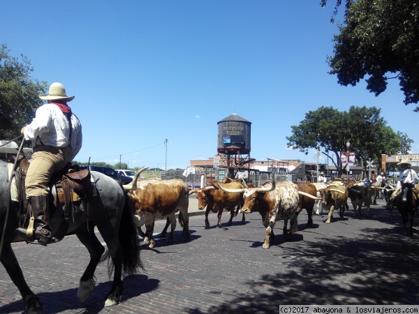 El Stockyards de Fort Worth
El paseito de las vacas impagable
