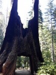 Sequoia con tunel