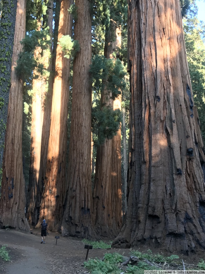 Dia 12: Sequoias National Park - Costa Oeste de los EEUU en 18 días y 8 parques nacionales (2)