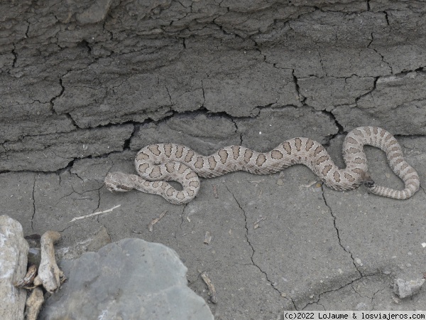 Vamos a llevarnos bien
Serpiente de cascabel que casi piso en el desierto de Utah
