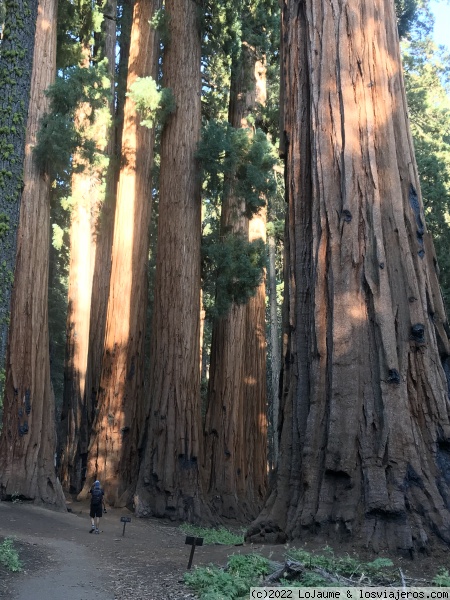 Sequioas
Sequoias
