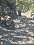 Oso en Yosemite
Oso, yosemite
