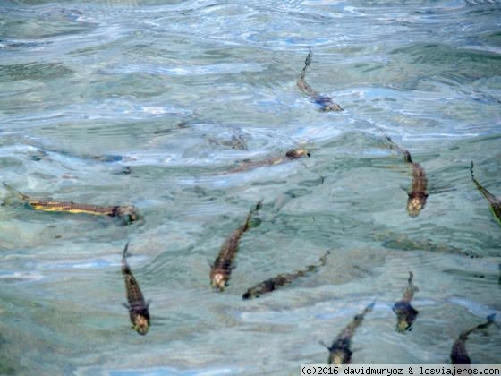 Peces Gili Air
Peces en la playa de Gili Air. Indonesia
