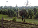 Arrozales cerca de Senaru
Arrozales Lombok Indonesia