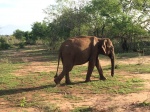 Sri Lankan Elephant
Udawalawe
